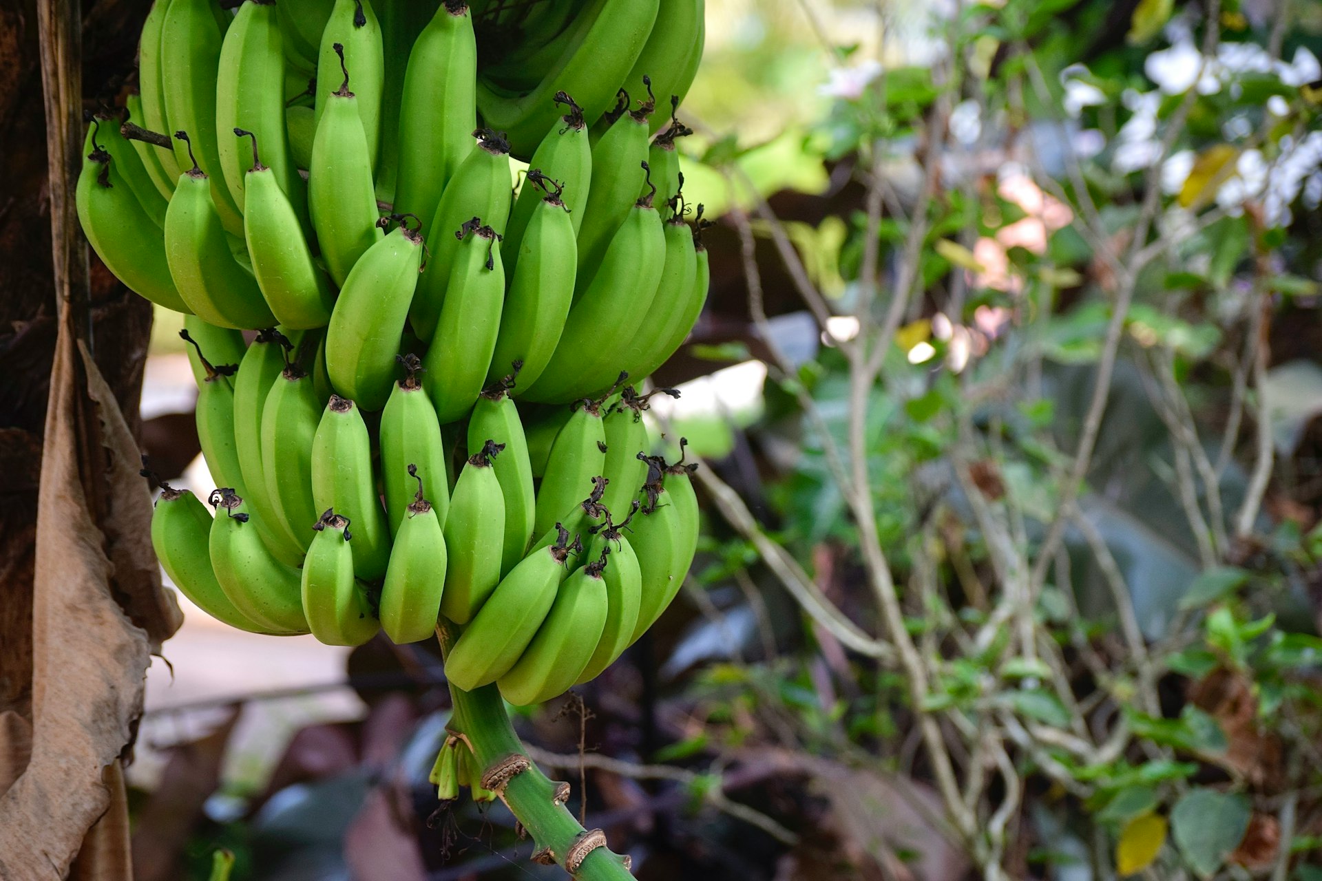 a bunch of green bananas